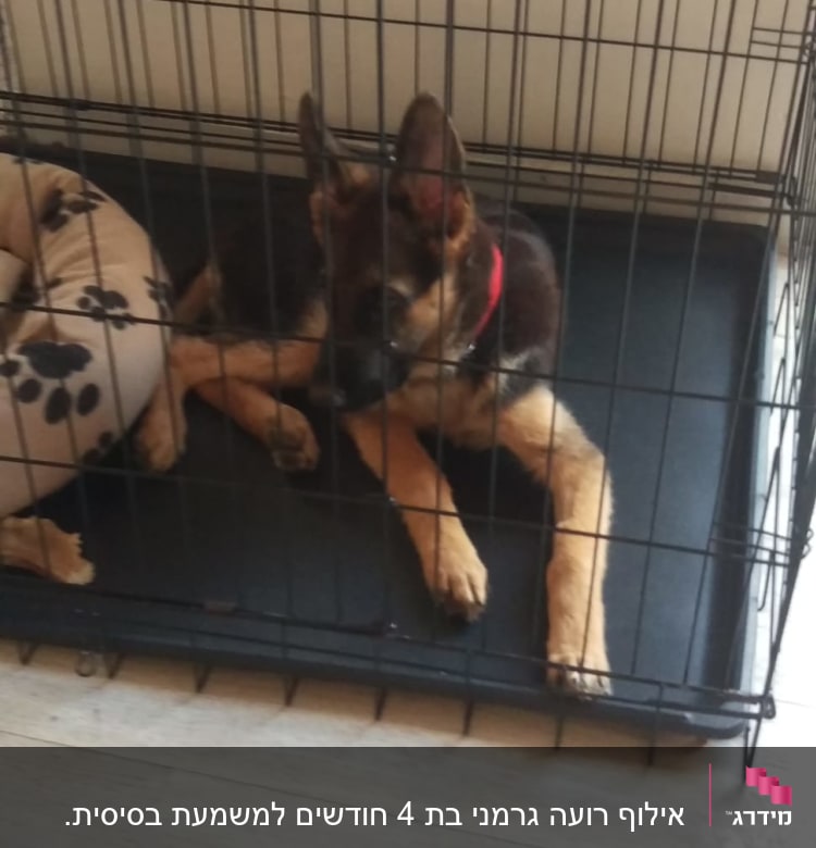 כלב בכלוב אילוף עם קולר אדום